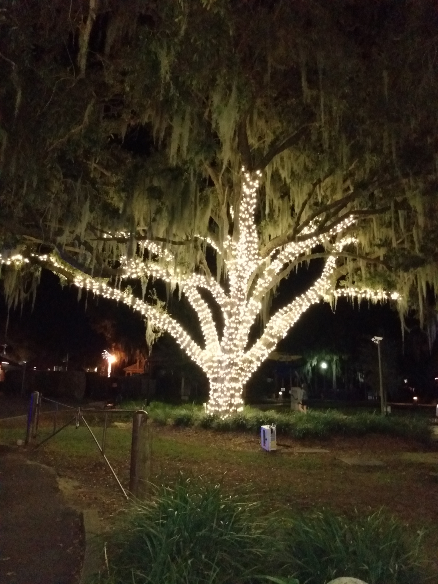 Large live oak tree wrapped in warm white holiday lights