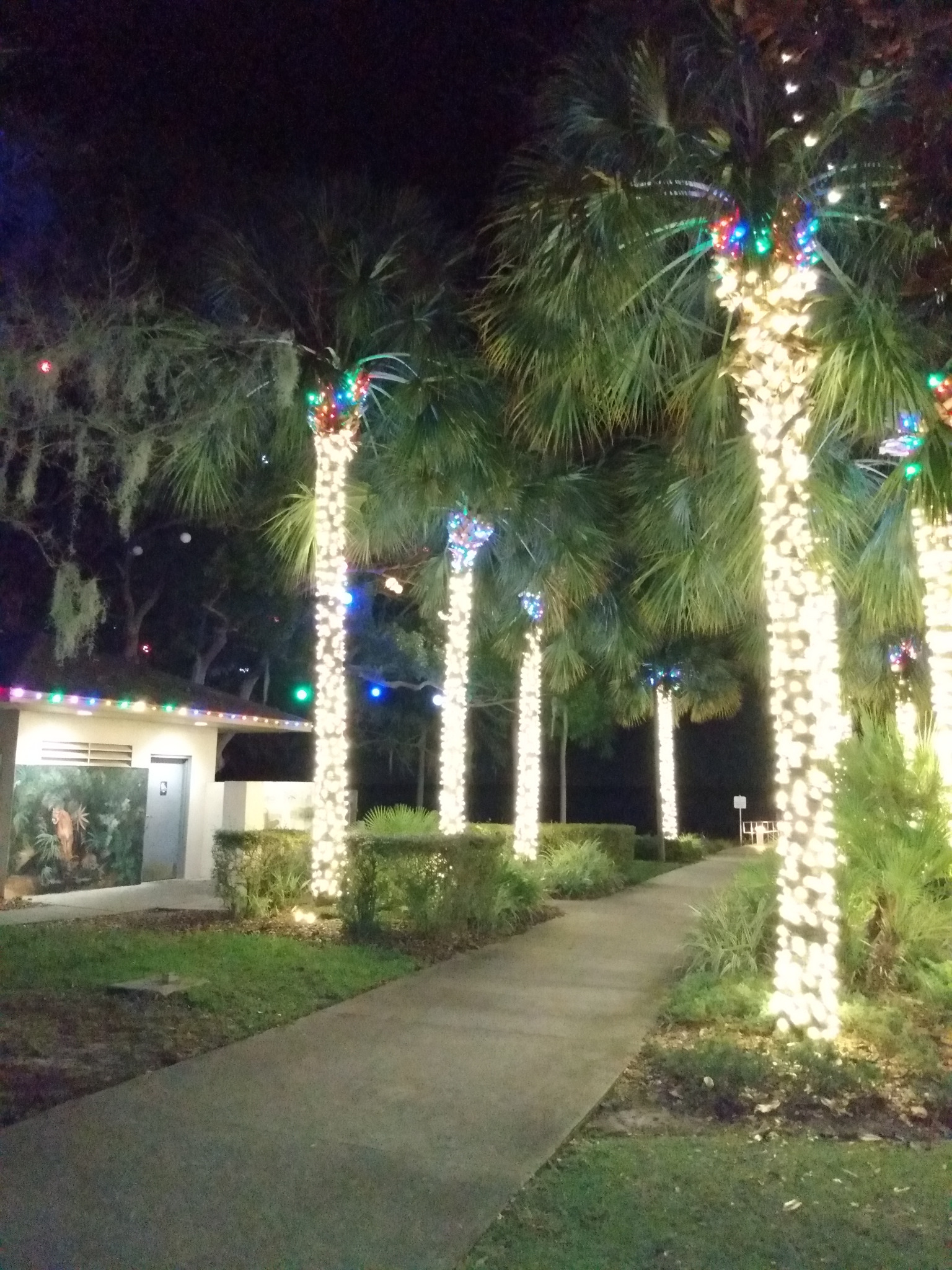 Florida palm trees wrapped in holiday lights along a walkway